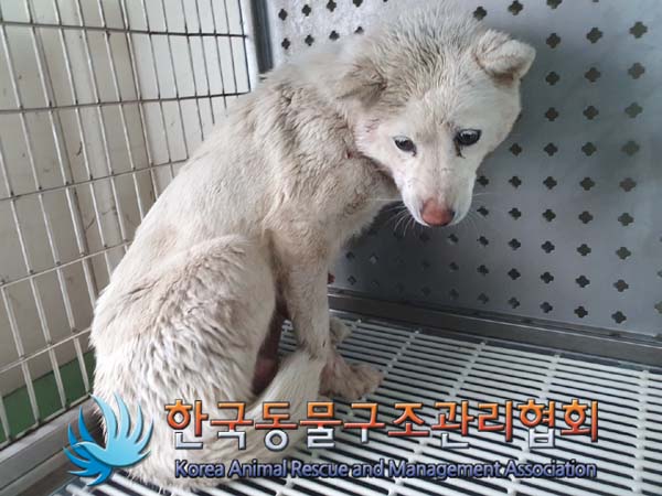 한국동물구조관리협회_441560202300236